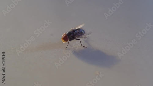 Grey house fly.  Insect fly macro on floor.