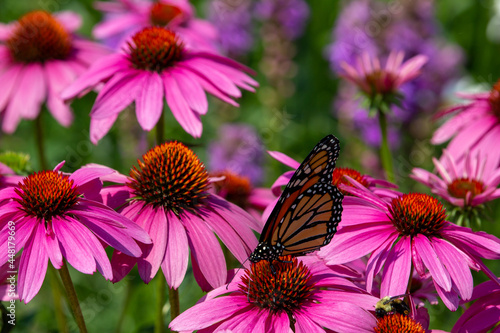 Photography Close-up view of a monarch butterfly feeding on purple coneflowers (echinacea pu
