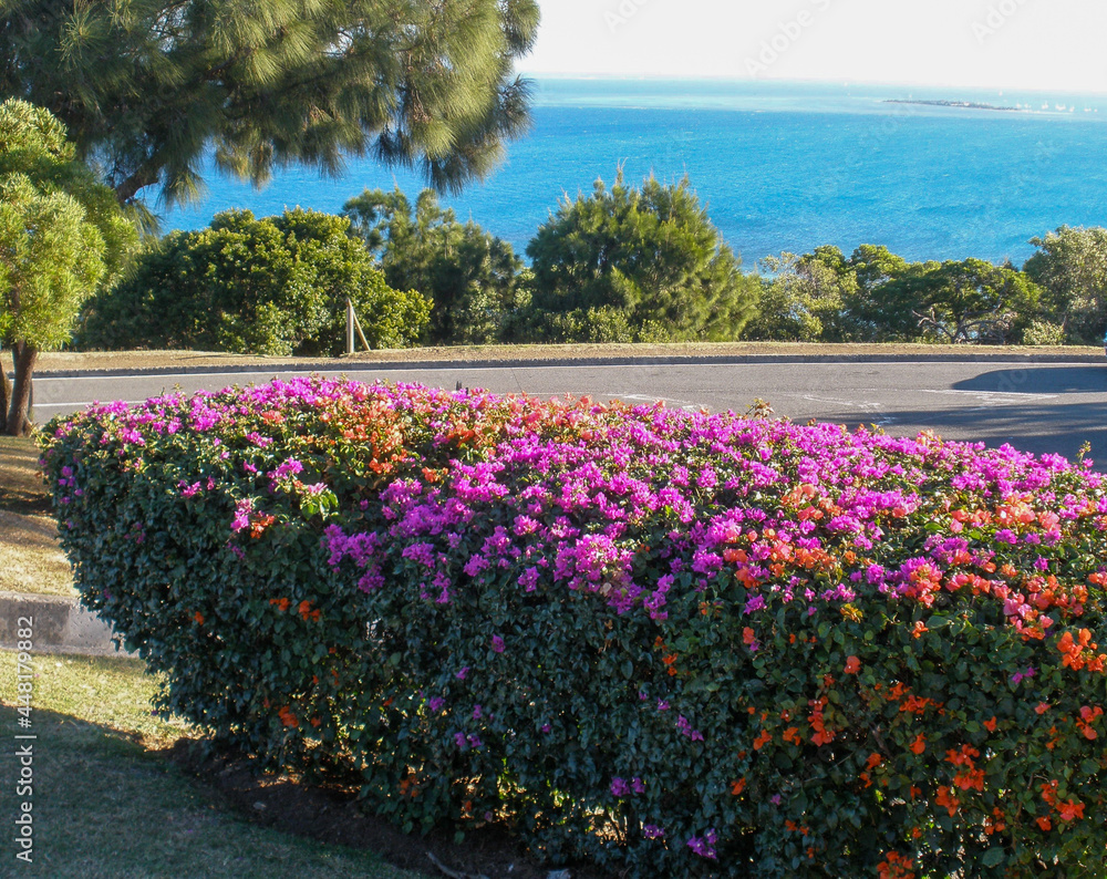 A colorful hedge of flowers at the sea in exotic New Caledonia
