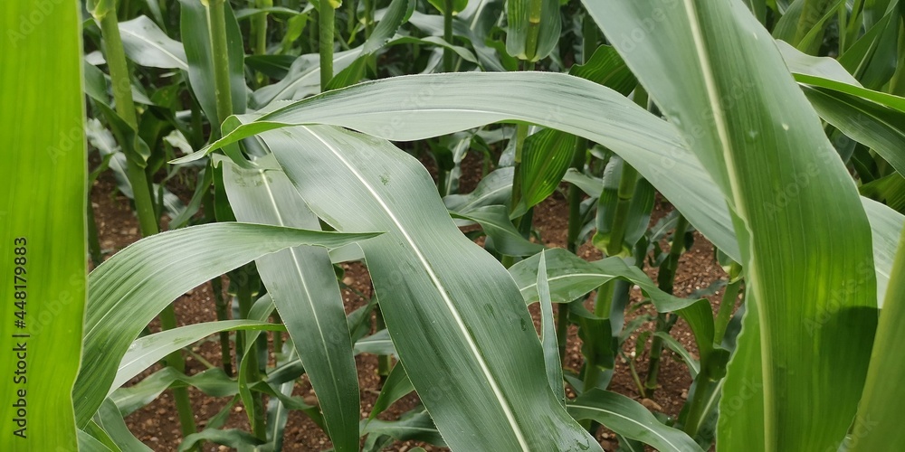 Fototapeta premium grass