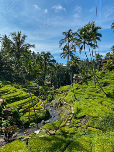 Tegallalang Rice Terraces  Bali  Indonesia - stock photo
