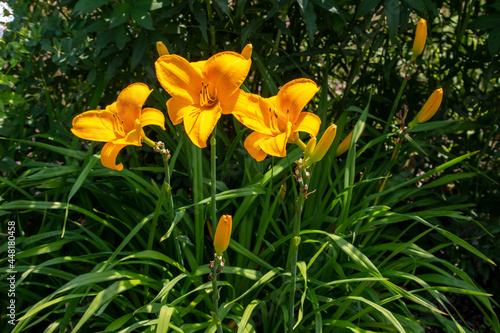 Close-up view of bright yellow daylily flowers (hemerocallis) in a sunny ornamental garden © Cynthia