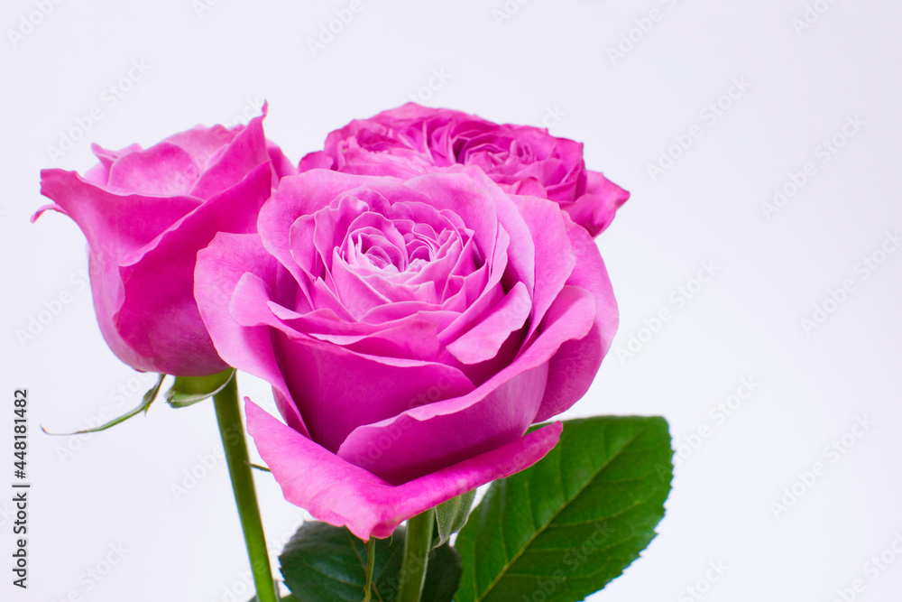 Beautiful pink roses on white background Beautiful pink roses on white background