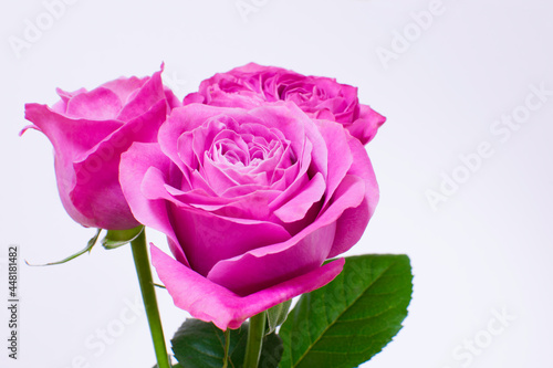 Beautiful pink roses on white background 