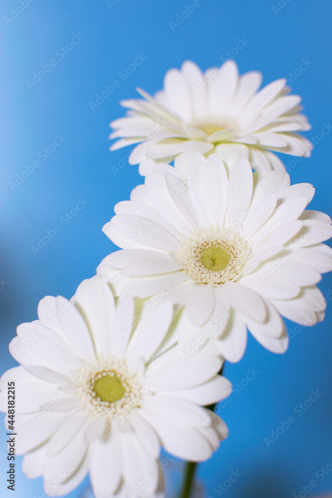 beautiful white daisies on blue background beautiful white daisies on blue background