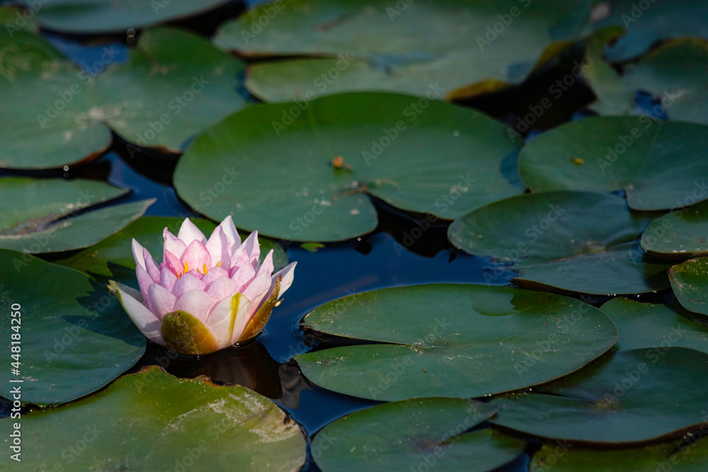 Closeup view of water lily flower against green leaves background Closeup view of water lily flower against green leaves background