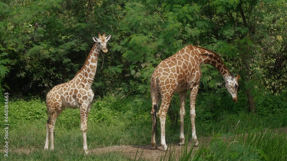 An adult giraffe mother eating green leaves and a young baby giraffe standing nearby. Beautiful exotic fauna of Africa. Cute animals enjoying food and sunlight. Travel and explore endangered species. An adult giraffe mother eating green leaves and a young baby giraffe standing nearby. Beautiful exotic fauna of Africa. Cute animals enjoying food and sunlight. Travel and explore endangered species.