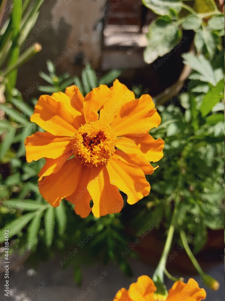 marigold flower marigold flower