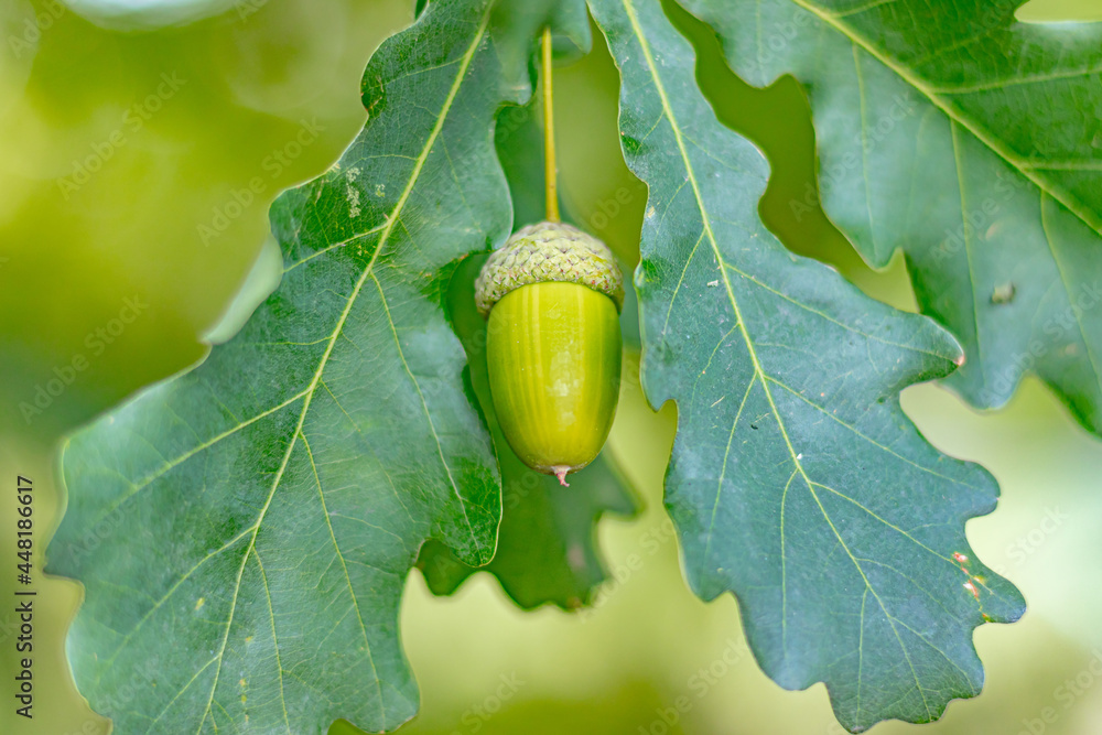 Obraz premium Green acorns on an oak tree. Very soft focus. Close-up
