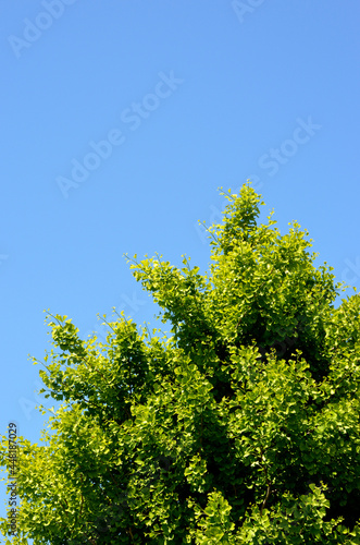 イチョウの新緑と青空