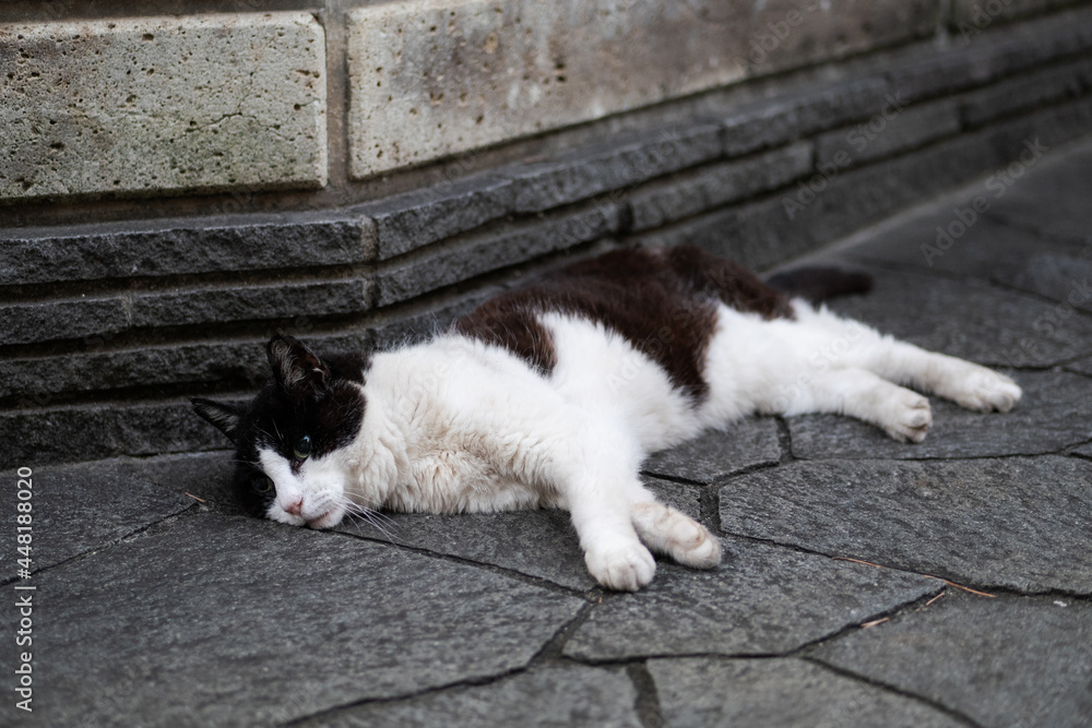 寝そべる猫 寝そべる猫