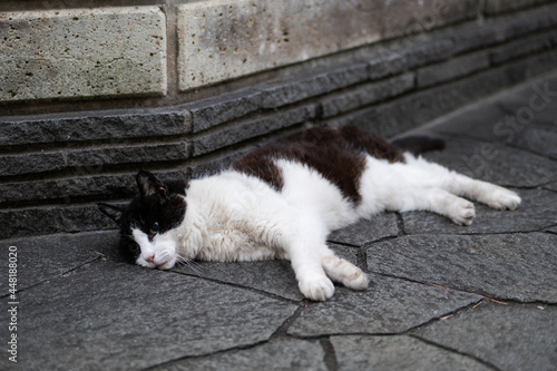 寝そべる猫 © syogo tatetsu