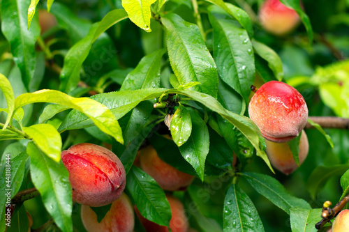 фотографія Ripe tasty peach on tree in sunny summer orchard
