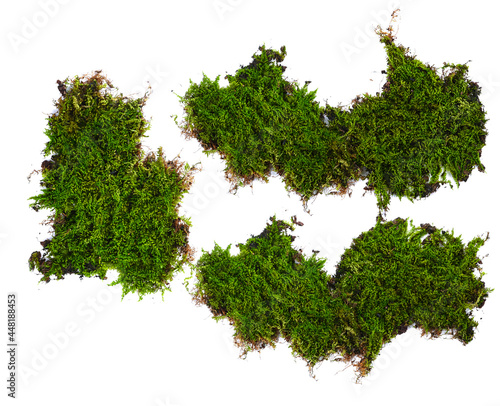 moss isolated on white background