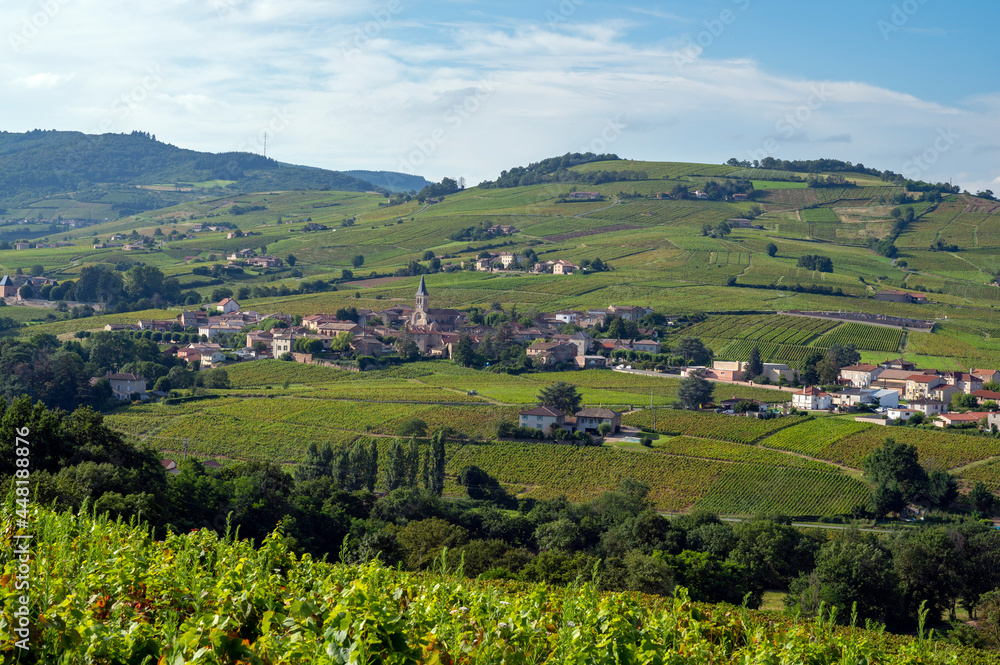Paysage de vignoble autour du village de Juliénas dans le Beaujolais dans le département du Rhône en france en été
