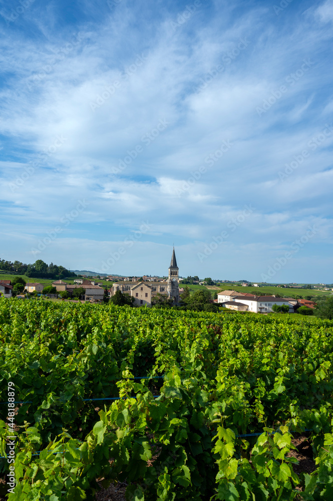 Paysage de vignoble autour du village de Chénas dans le Beaujolais dans le département du Rhône en france en été