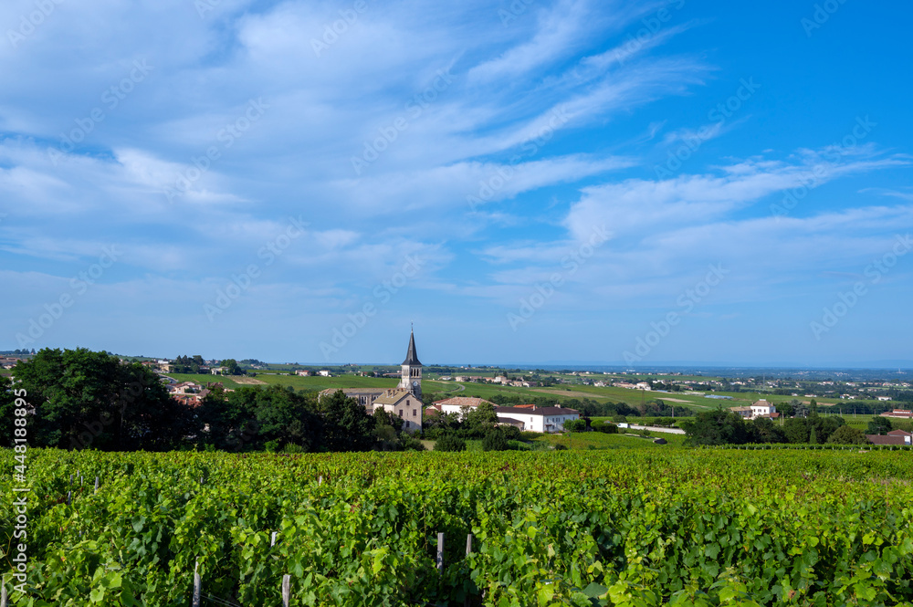 Paysage de vignoble autour du village de Chénas dans le Beaujolais dans le département du Rhône en france en été