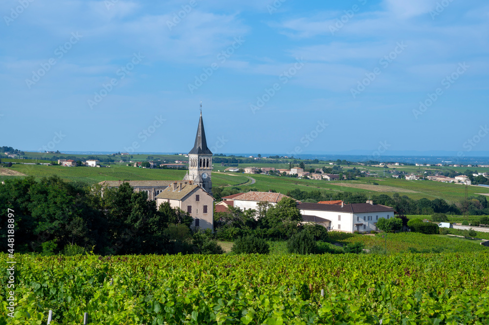 Paysage de vignoble autour du village de Chénas dans le Beaujolais dans le département du Rhône en france en été