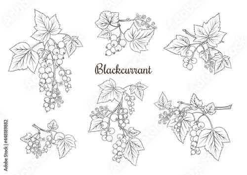 Blackcurrant. Ripe berries on branch. Clip art, set of elements for design. Outline style. Vector illustration..