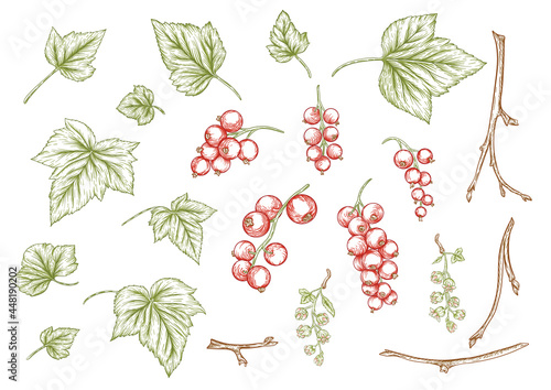 Red currant. Ripe berries on branch. Clip art, set of elements for design. Graphic drawing, engraving style. Vector illustration.