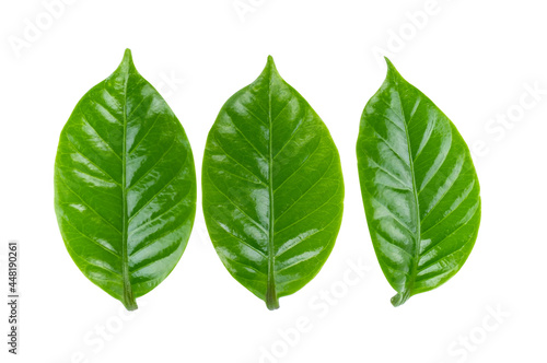 leaves of arabica coffee on white background.