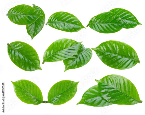 leaves of arabica coffee on white background. © THAM