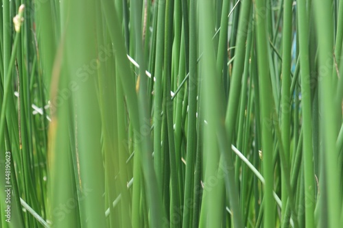 Long green stems of pond plants