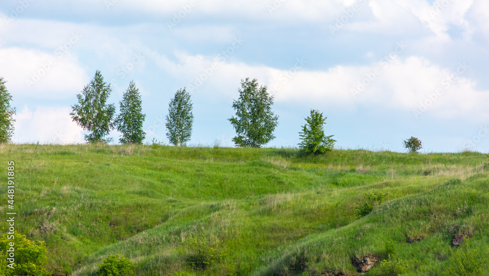 Trees on the horizon in summer.