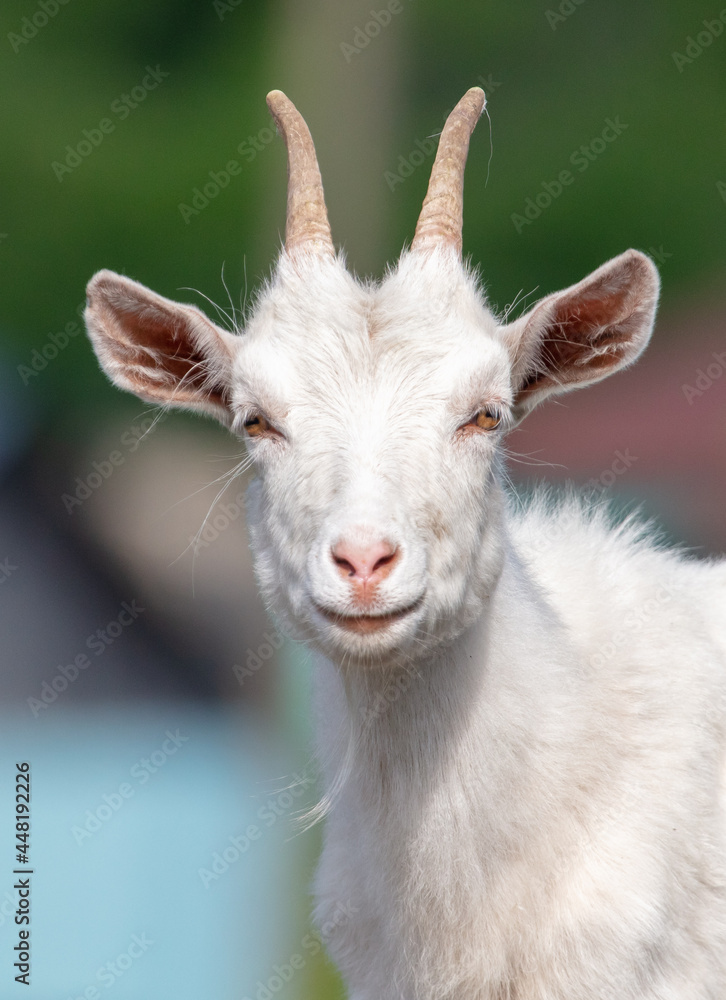 Fototapeta premium Portrait of a goat on the farm.
