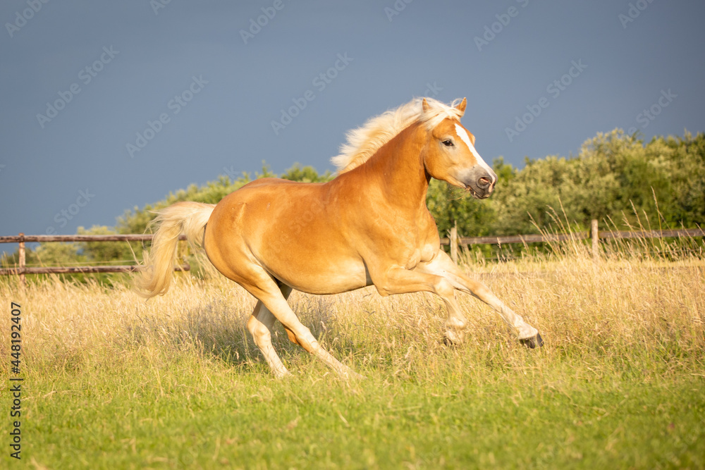 Fototapeta premium Haflinger hat Spaß auf der Weide