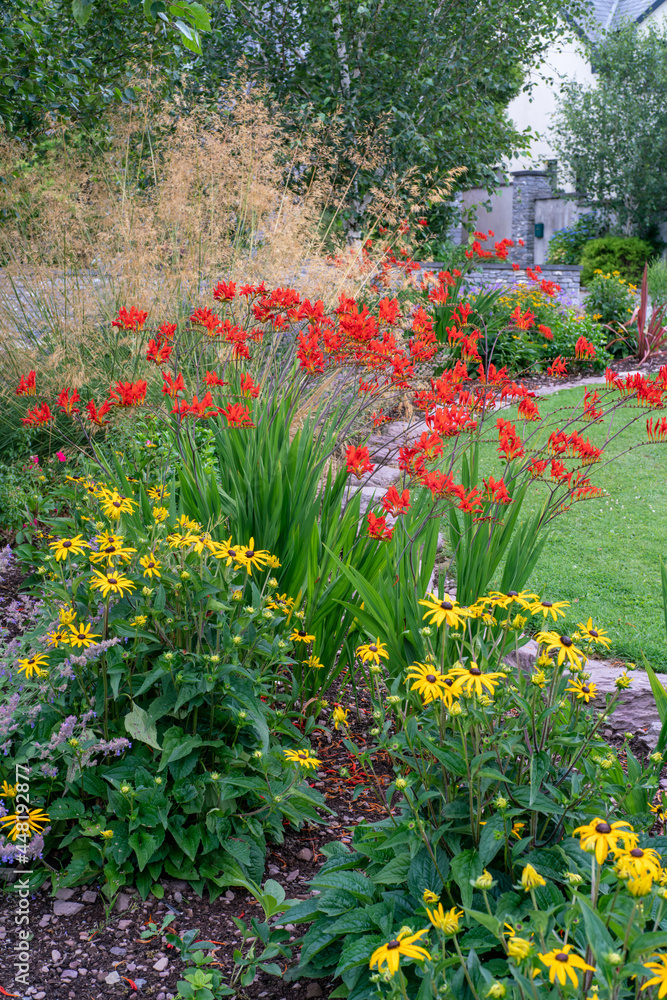 Obraz premium Montbretia,Tufted hair grass and Black-eyed Susan flowers