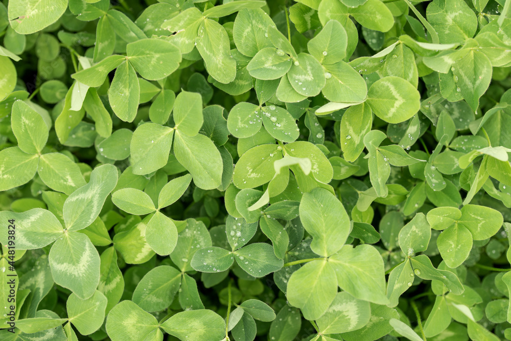 Many green clover leaves. Shamrock as a symbol of good luck Many green clover leaves. Shamrock as a symbol of good luck