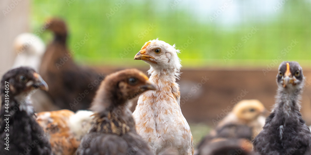 Portrait of a little chicken on the farm. Portrait of a little chicken on the farm.