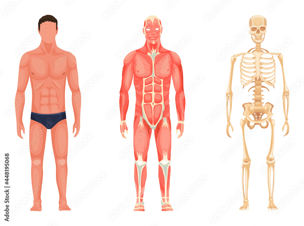 Human anatomy. Full lenght front view of standing man in underwear, muscular system and skeleton. Medical education chart for educational poster Human anatomy. Full lenght front view of standing man in underwear, muscular system and skeleton. Medical education chart for educational poster