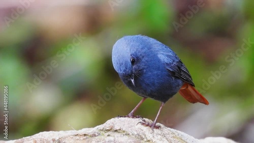 Plumbeous Redstart Male nature bird on the north of thailand.