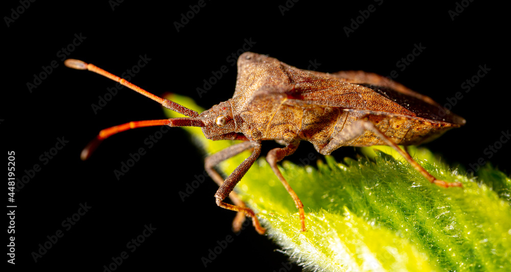 Naklejka premium Close up portrait of bed bug on a leaf.
