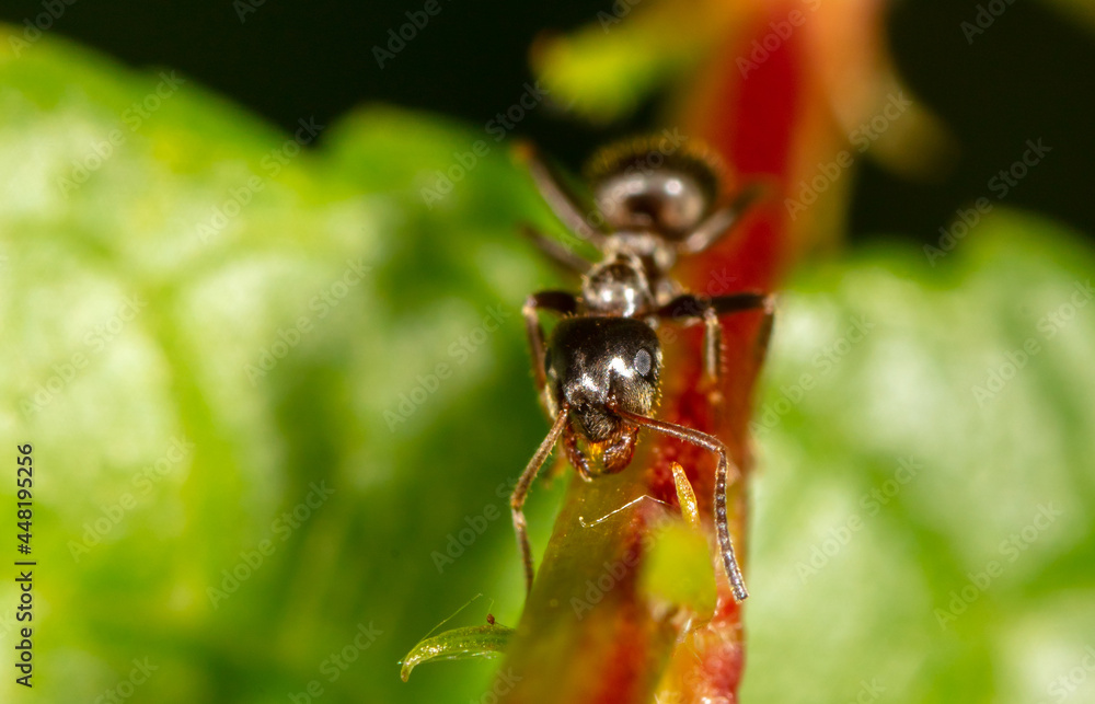 Close-up of an ant on a tree leaf. Close-up of an ant on a tree leaf.