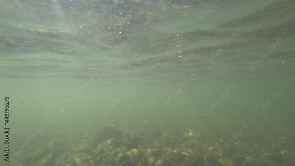 underwater world of the Siberian river in the summer periud underwater world of the Siberian river in the summer periud