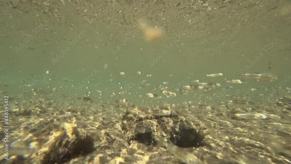 underwater world of the Siberian river in the summer periud underwater world of the Siberian river in the summer periud
