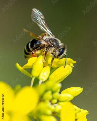Close-up of a bee on a yellow flower.