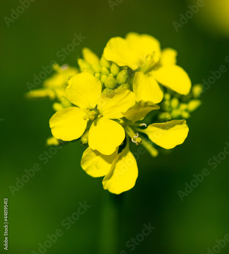 Yellow flower in the park.