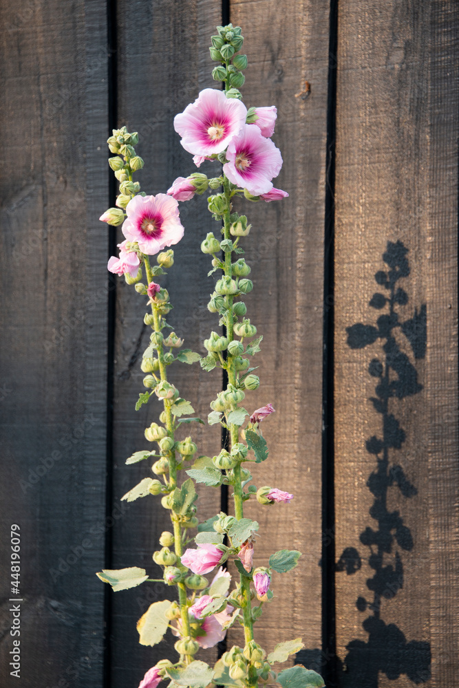 Rose trémière, Alcea rosea, Site ostréicole, Fort Royer, Réserve — free download