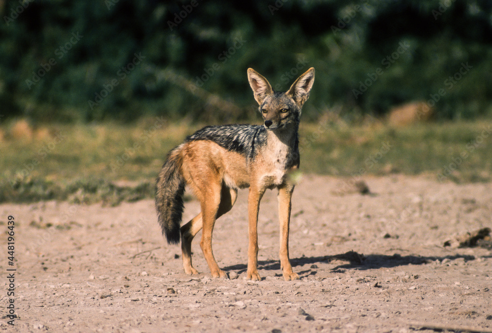 Chacal à chabraque, Canis mesomelas, Afrique