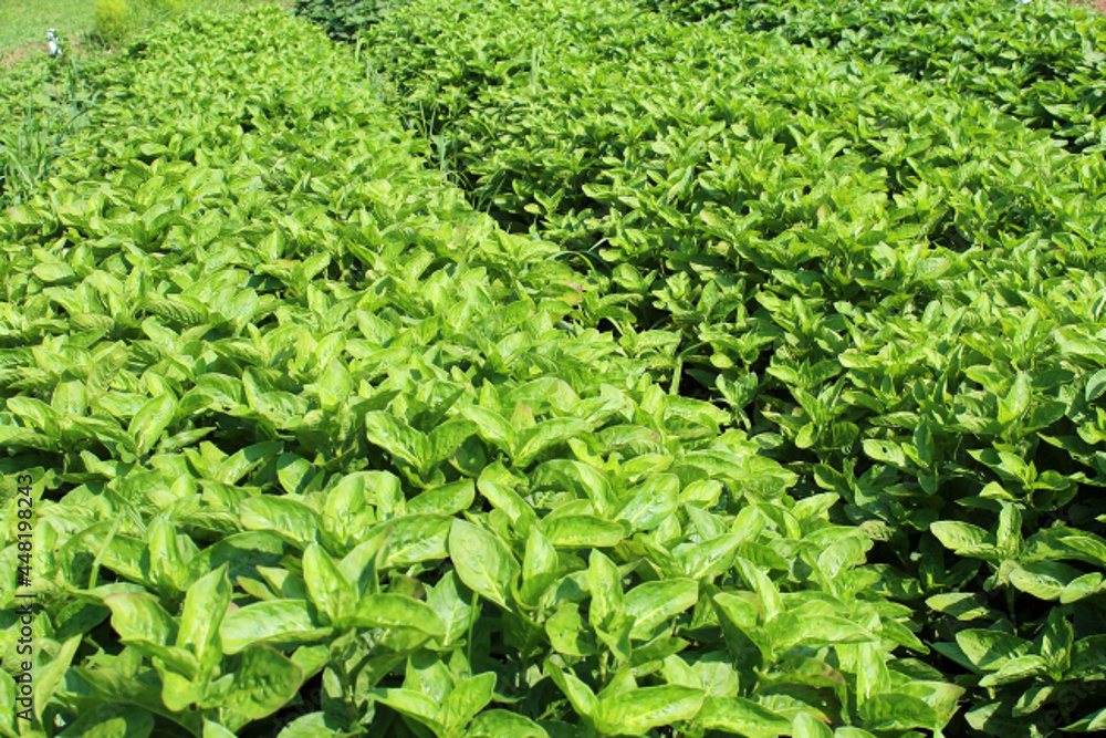 藍染の原料の藍の葉 藍染の原料の藍の葉