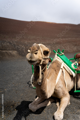detalles de camellos en el desierto
