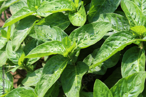 藍染の原料の藍の葉
