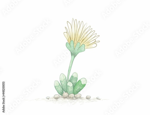 Fototapeta Naklejka Na Ścianę i Meble -  Illustration Hand Drawn Sketch of Fenestraria Rhopalophylla or Baby Toes with Yellow Flower, A Succulent Plants for Garden Decoration.
