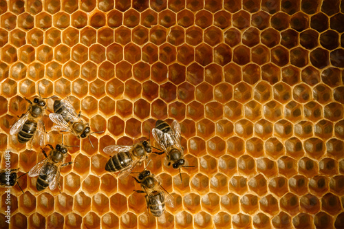 Honey bees crawling on honeycomb