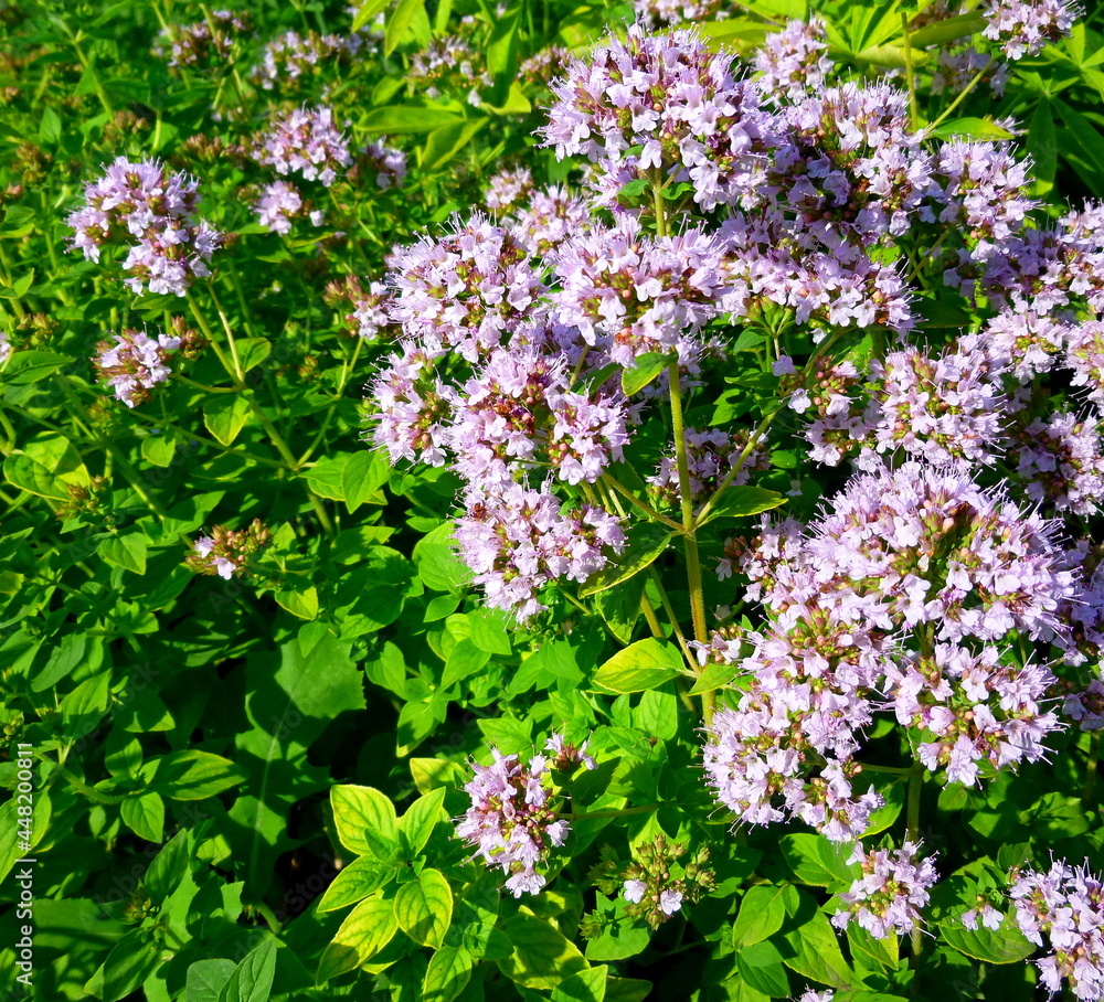 Origanum vulgare flowers. Culinary herb, seasoning, aroma.