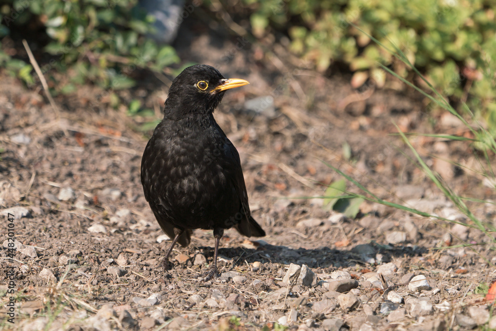 Front view of eurasian blackbird male on the ground with head turned right Front view of eurasian blackbird male on the ground with head turned right